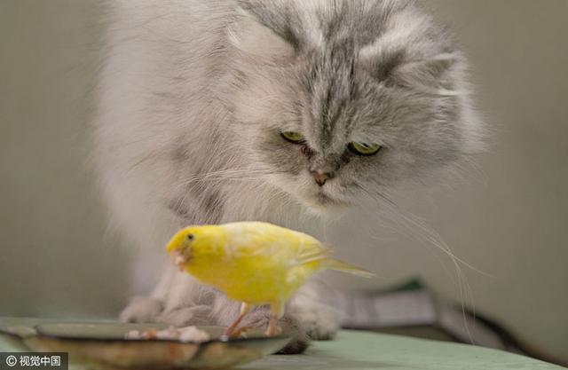保加利亚波斯猫与金丝雀交友 形影不离