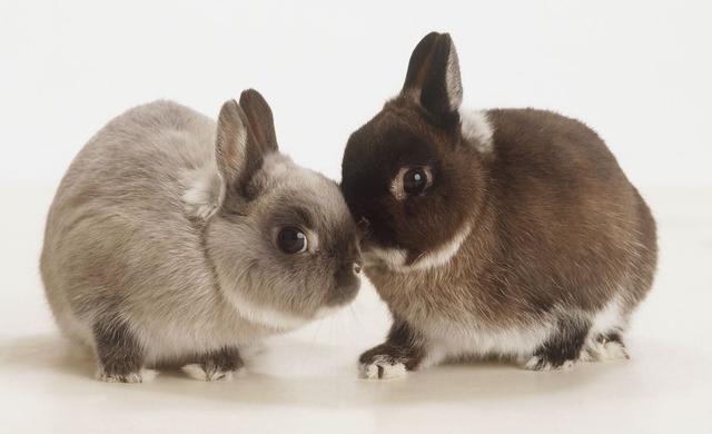 动物图集；荷兰侏儒兔