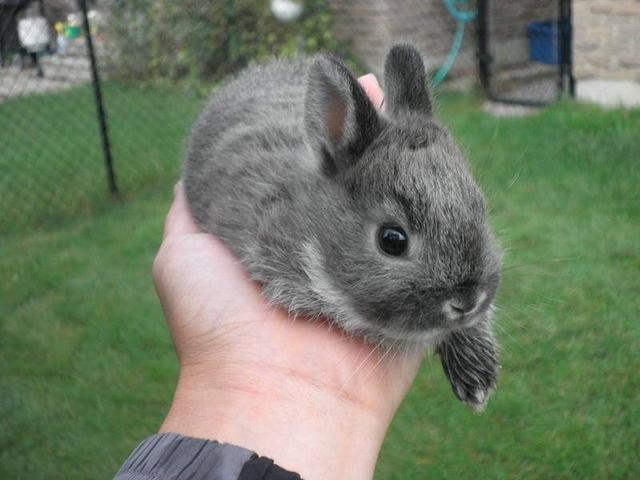 动物图集；荷兰侏儒兔