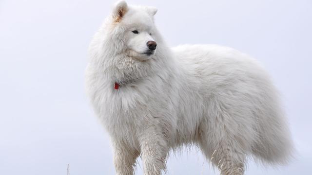 动物图集：雪白可爱狗狗萨摩耶犬