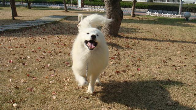 动物图集：雪白可爱狗狗萨摩耶犬