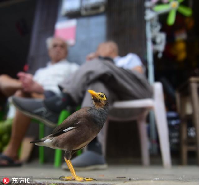 海南琼海这只八哥了不得 聪明讨好顾客帮助主人卖报纸