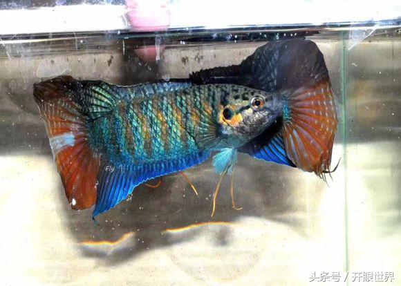 中国斗鱼：无氧可存活，是名称最多的一种鱼