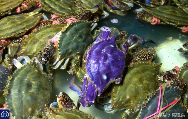 山东威海：海鲜市场频现蓝色螃蟹，因长相漂亮常引市民拍照