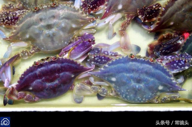 山东威海：海鲜市场频现蓝色螃蟹，因长相漂亮常引市民拍照