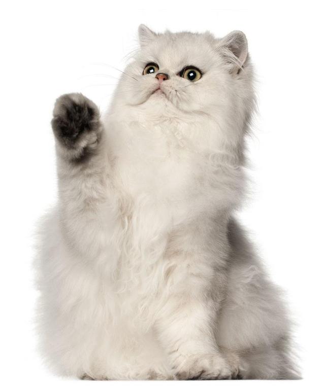 你喜欢可爱的波斯猫吗，喜欢那就来了解了解它吧