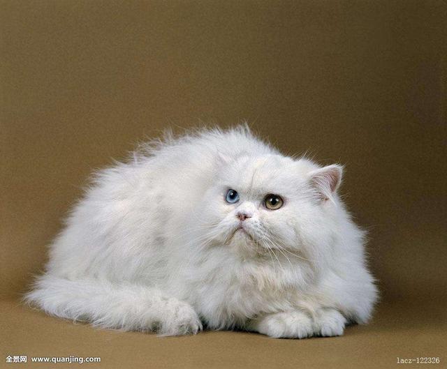 你喜欢可爱的波斯猫吗，喜欢那就来了解了解它吧