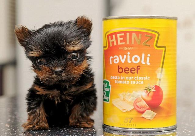 镜头下：世界上最小的狗狗，身高仅有5厘米，可放进茶杯里