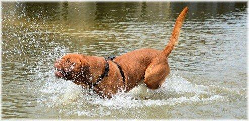 法国最凶悍被多地命令禁养的恶犬：波尔多犬完胜比特