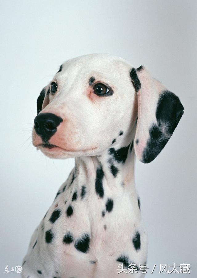 大麦町犬 被公认为最优雅的品种之一 具有白色及清晰的黑斑点