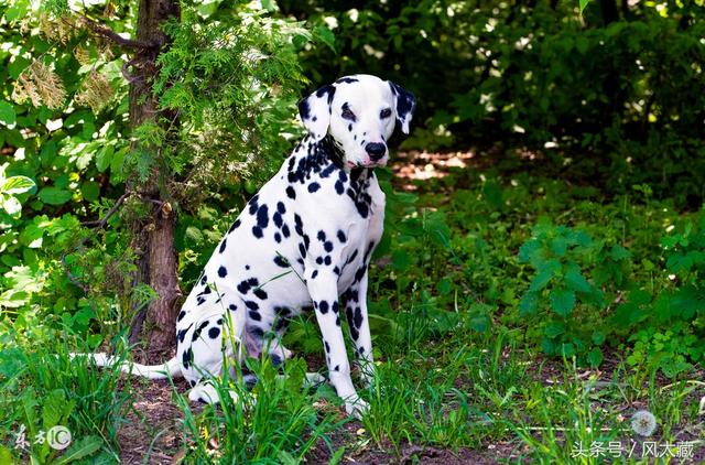 大麦町犬 被公认为最优雅的品种之一 具有白色及清晰的黑斑点