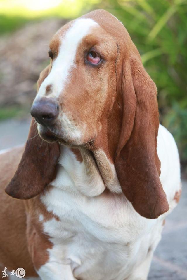 英国巴吉度犬眼皮太厚，视力几乎失明，一个去褶皱手术换回视力