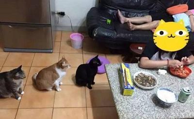 主人剥虾时转头看到家里的三只猫咪竟然在排队，喵：能开饭了吗？