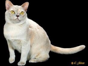 素有“王猫”之称的缅甸猫