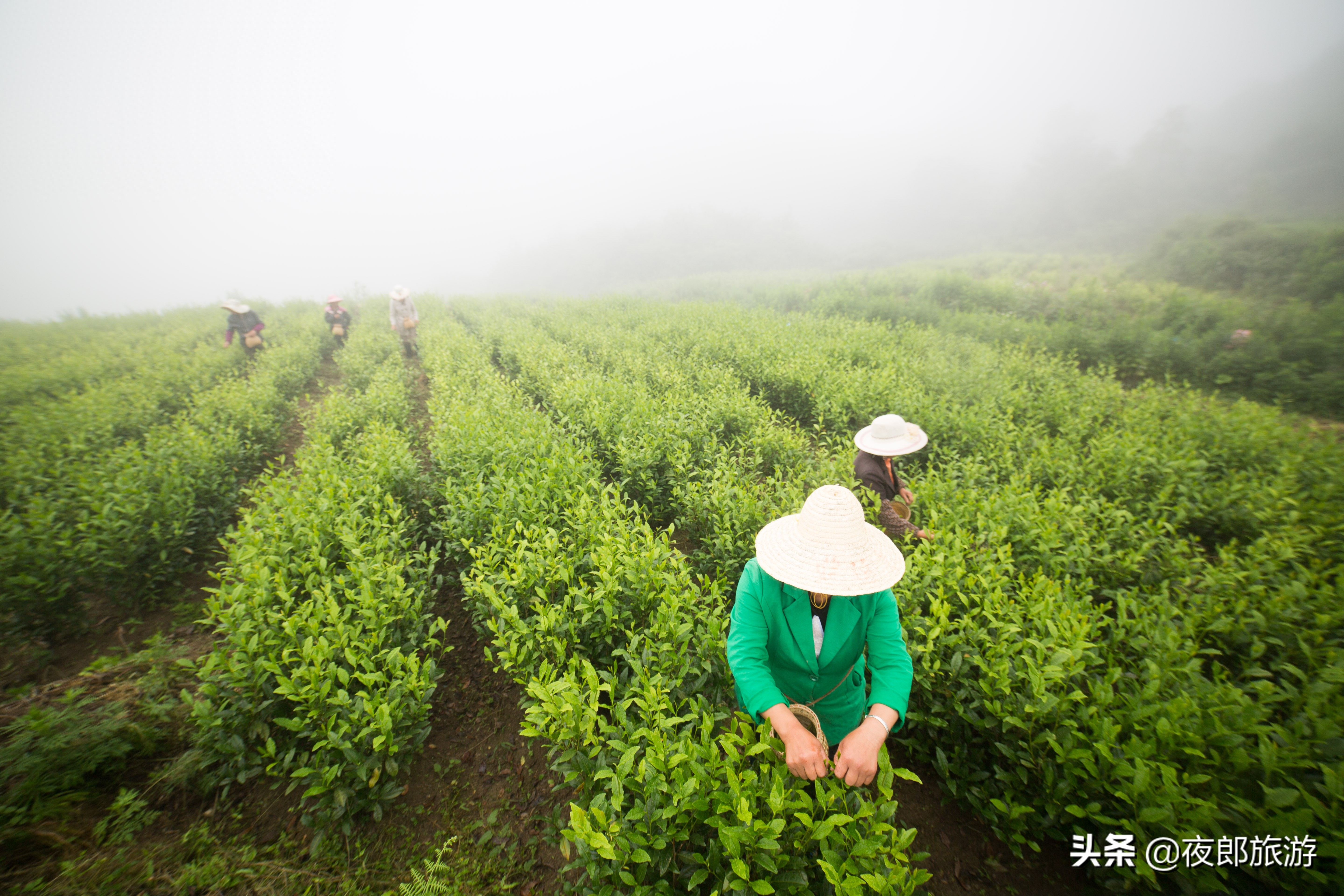 贵州大方：云山雾绕采夏茶