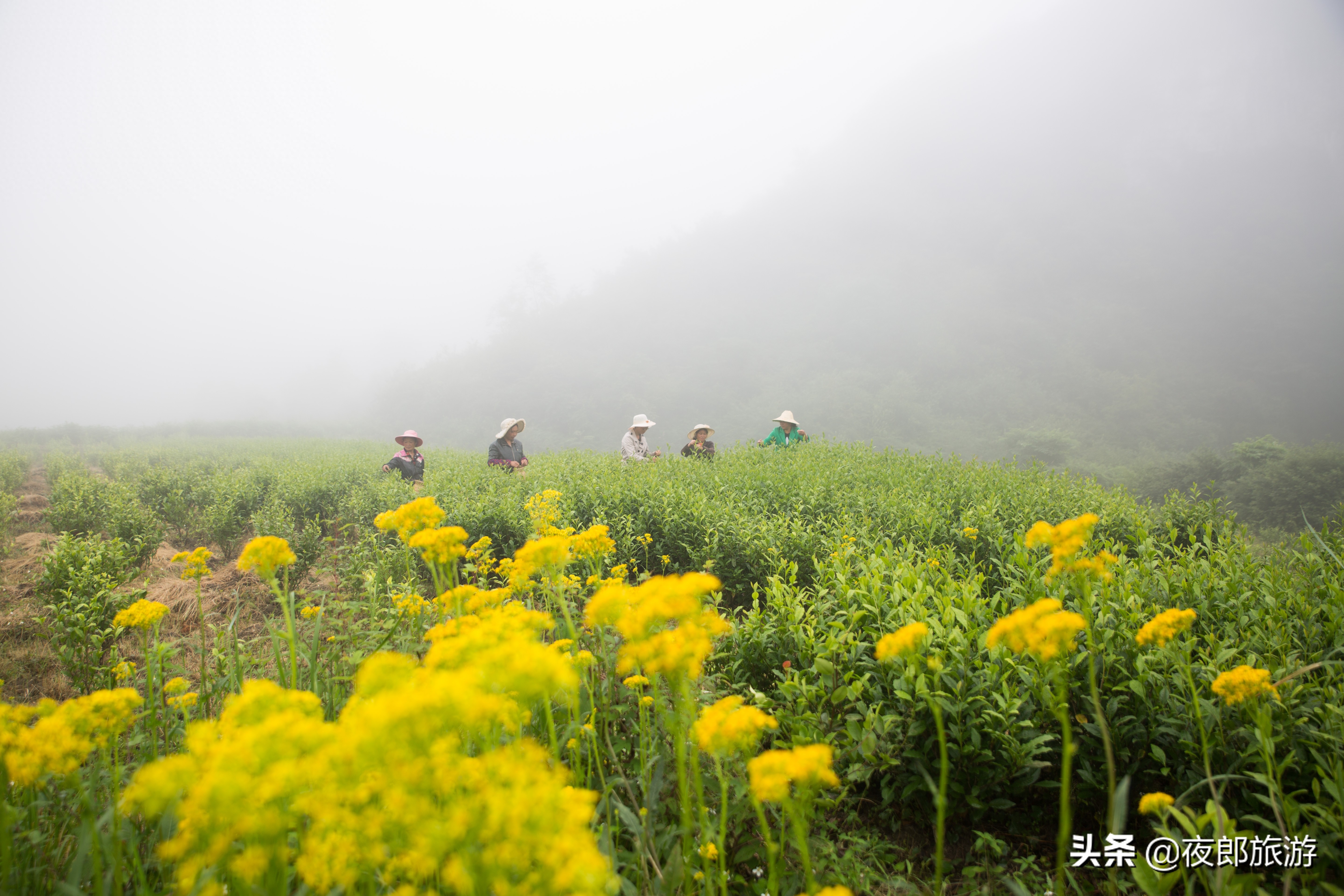 贵州大方：云山雾绕采夏茶