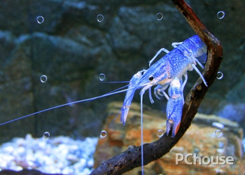 吃货，你敢吃吗？蓝色的“麻辣小龙虾”——蓝魔虾