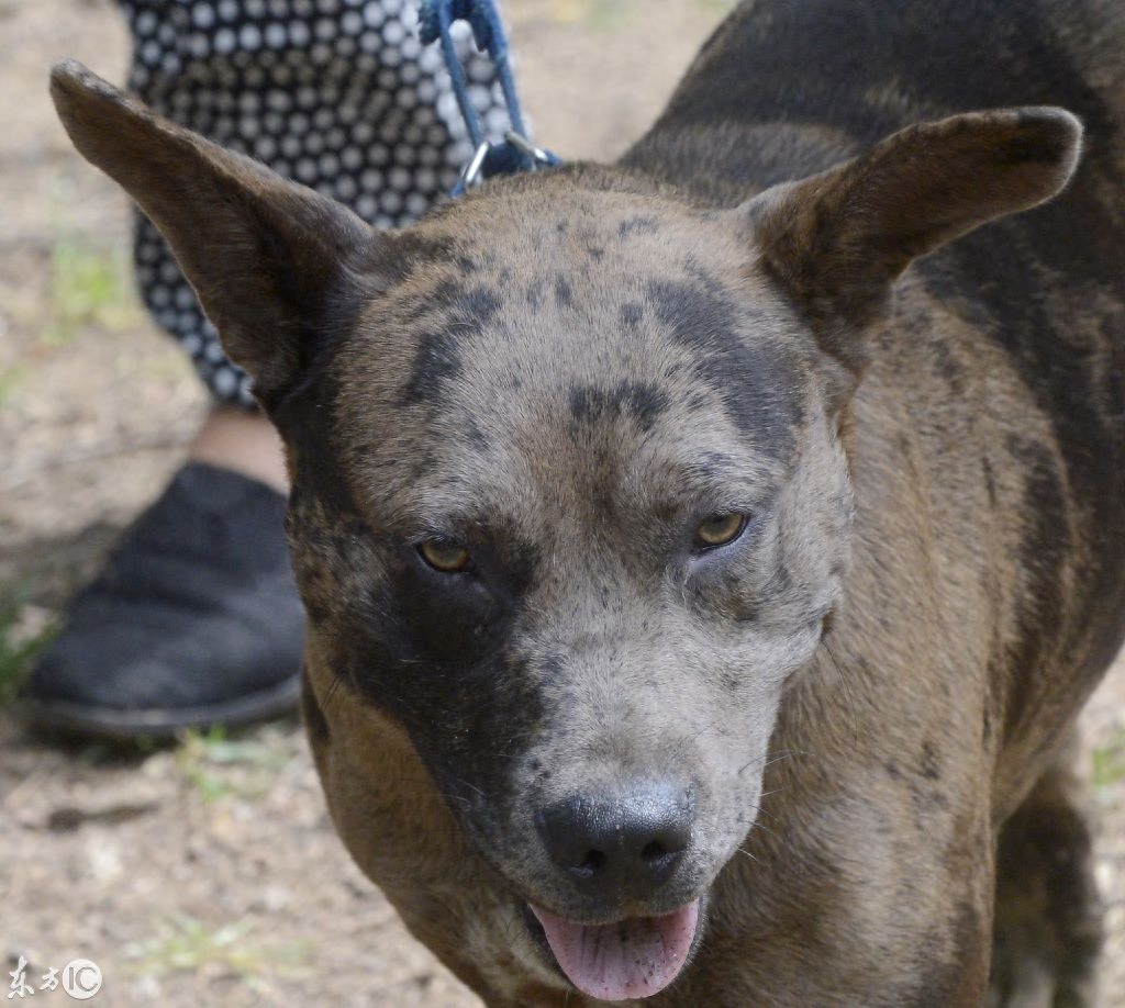 巴哥、巴吉度猎犬、比格犬、拉布拉多犬，你喜欢哪个？