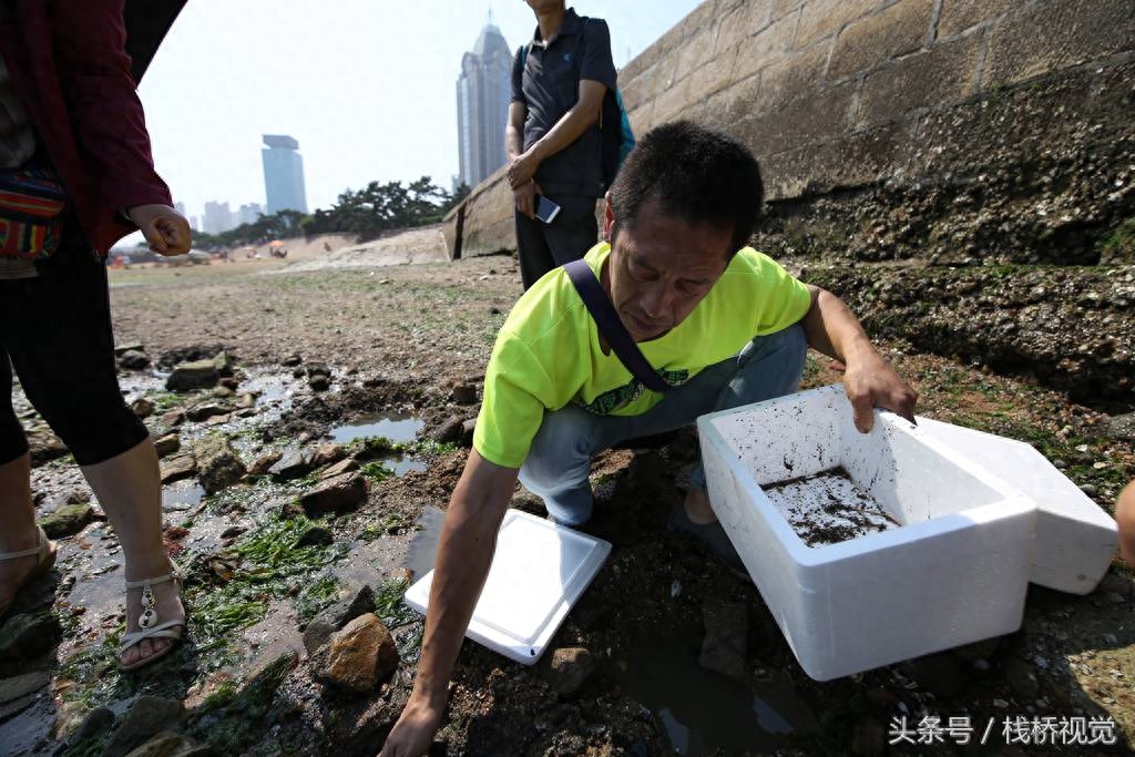 钓鱼人看过来，青岛栈桥盛产沙蚕，钓黄鱼的免费好饵料