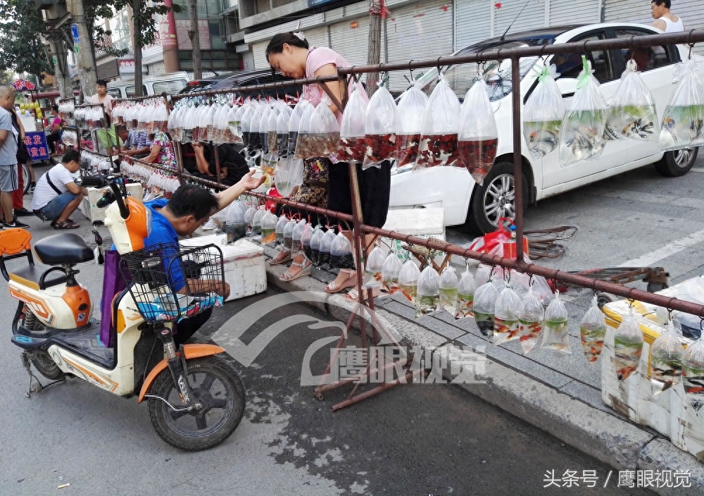 还是去批发市场买热带鱼！5元一对的孔雀鱼，这里卖40元50条