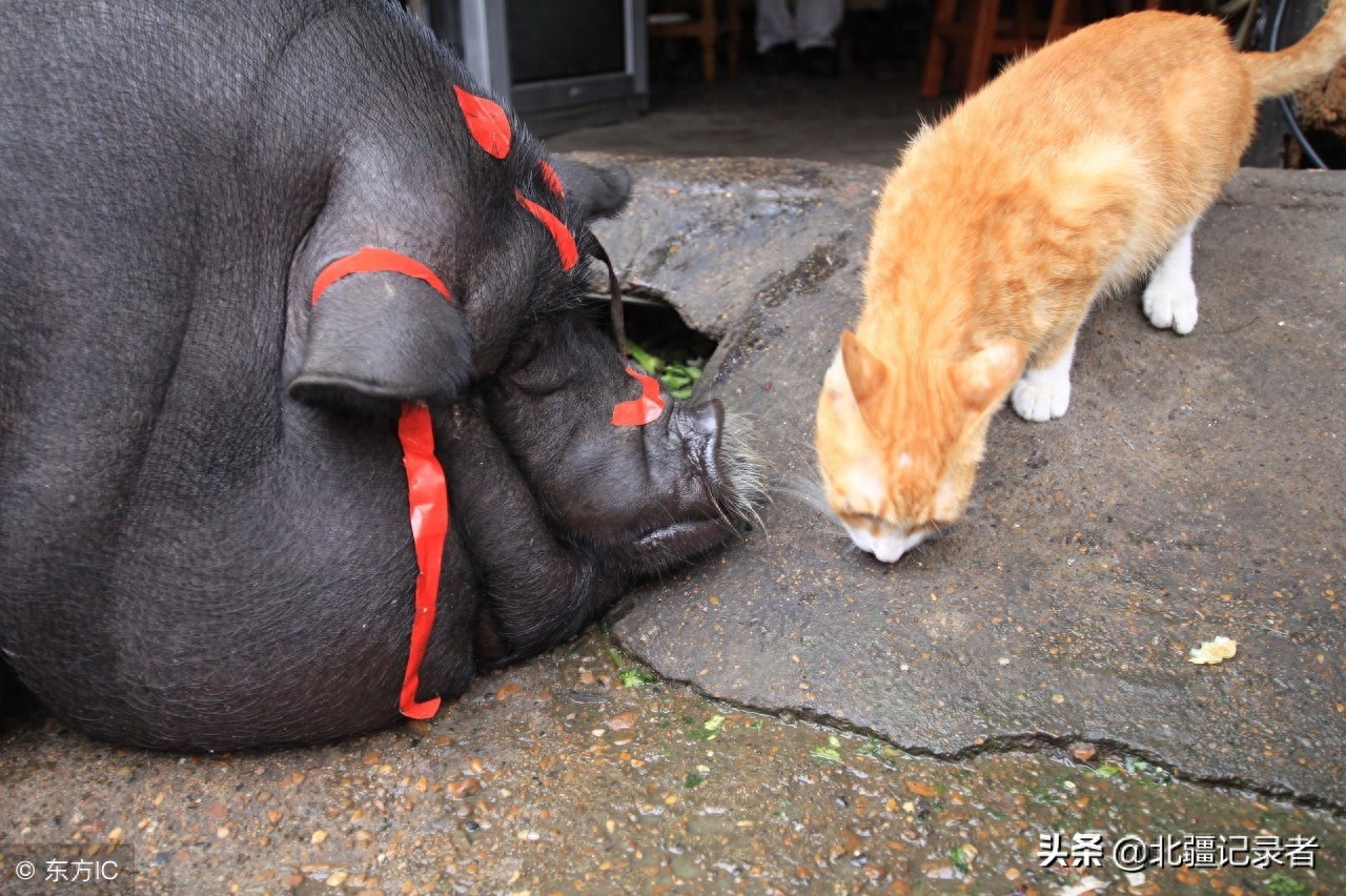 宠物猪长成400斤大肥猪，胖到找不到眼，头上绑红绸成“发财猪”