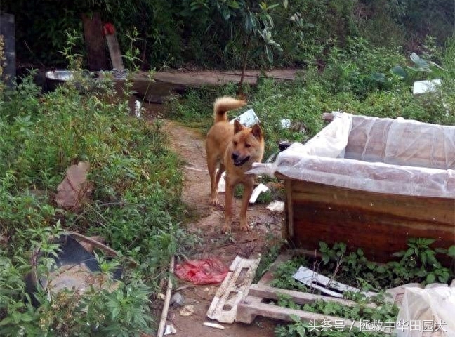 江西中华田园犬实拍（二）