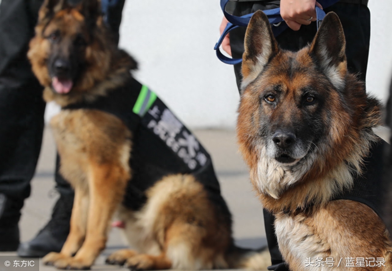 德国牧羊犬 世界犬类智商排行第3位 German Shepherd 德国牧羊犬